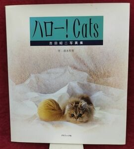 『ハロー！Cats』/署名入り/吉田昭二/1992年初版/グラフィック社/Y446/fs*22_6/24-01-1A