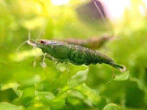  green Jade shrimp 10 pcs ( Cherry shrimp bee shrimp ru Lee shrimp Lilly shrimp slawesi shrimp )