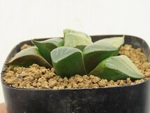 ■[Y80]レツーサ錦S-1×チェリーブロッサム　実生　未繁殖 【多肉植物　Haworthia　ハオルチア　ハオルシア】_画像5