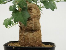 ■[Y184]boivinii　ボイビニー　2023年春輸入　ヤマト運輸発送のみ 【多肉植物　Momordica　モモルディカ】_画像6