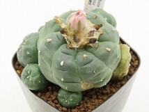 ■[Y178]jourdaniana　ヨールダニア実生　実生苗　正木　ヤマト運輸発送のみ 【多肉植物　サボテン　Lophophora　ロフォフォラ】_画像1