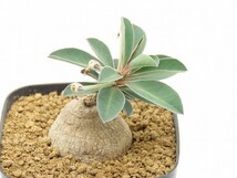 ■[Y170]gracile　グラキレ Itigi Tanzania ES20939　2023年春輸入 【多肉植物　Monadenium　モナデニウム】_画像7