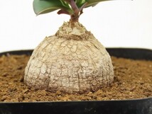 ■[Y184]gracile Itagi Tanzania ES20939　2023年春輸入　ヤマト運輸発送のみ 【多肉植物　Monadenium　モナデニウム】_画像5