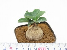 ■[Y184]gracile Itagi Tanzania ES20939　2023年春輸入　ヤマト運輸発送のみ 【多肉植物　Monadenium　モナデニウム】_画像8