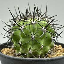 ◆ネオポルテリア　暗黒王　エリオシケ◆サボテン・多肉植物　◆CACTI7◆1694_画像1