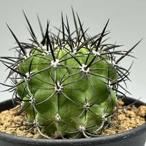 ◆ネオポルテリア　暗黒王　エリオシケ◆サボテン・多肉植物　◆CACTI7◆1694_画像5