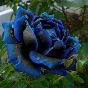 レア！神秘的な青と黒の薔薇　深夜の輝き レア ミッドナイトシュプリームローズ フラワーシード 種15粒　おまけ有 すぐにお届けできます。