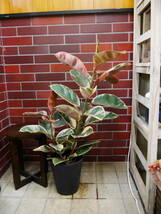 送料込み　観葉植物　インテリア　フィカス　ティネケ　ゴムの木　7号　高さ約90センチ　1_画像9