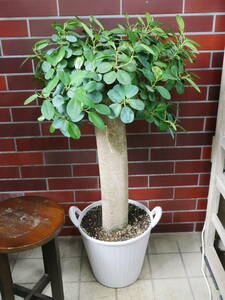  декоративное растение gajuma Lupin dagaju maru 9 номер высота примерно 100 см 