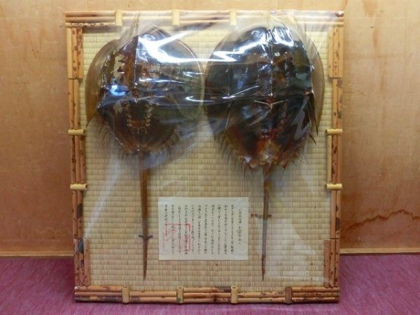 ヤフオク! -「カブトガニ剥製」の落札相場・落札価格