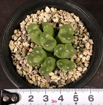 リンピダム(タフェルコップ)　linpidum Tafelkop　　 コノフィツム 　Conophytum 　多肉植物_画像8