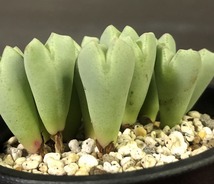 小菊の舞(黄巻花)　cv”Kogikunomai”　　 コノフィツム 　Conophytum 　多肉植物_画像5