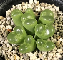 リンピダム(タフェルコップ)　linpidum Tafelkop　　 コノフィツム 　Conophytum 　多肉植物_画像3