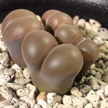 風鈴玉　friedrichiae　　 コノフィツム 　Conophytum 　多肉植物_画像5