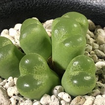 リンピダム(タフェルコップ)　linpidum Tafelkop　　 コノフィツム 　Conophytum 　多肉植物_画像8