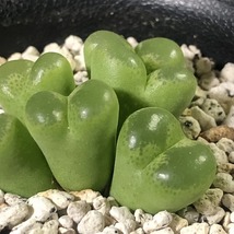 リンピダム(タフェルコップ)　linpidum Tafelkop　　 コノフィツム 　Conophytum 　多肉植物_画像5