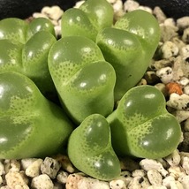 リンピダム(タフェルコップ)　linpidum Tafelkop　　 コノフィツム 　Conophytum 　多肉植物_画像7