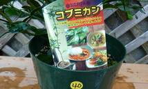 ●コブミカン＊カファーライム＊カフリライム＊タイ料理●観葉植物＊柑橘類●６号●現品●在庫品虫食いあり●同梱可能●40_画像2