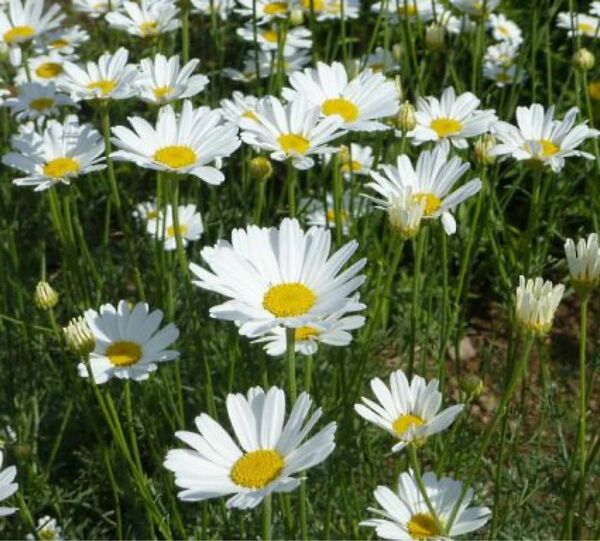 残り1 白花除虫菊 種 2500粒 花種 虫除けハーブ 蚊取り線香 シロバナムシヨケギク