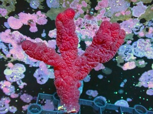 [Коралл] Карибская губка красного дерева (размер SM) (индивидуальные продажи) (± 7-8 см) № 2 (живое тело)