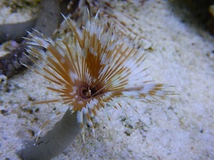 [ coral ] India keyali( sample image )( organism )