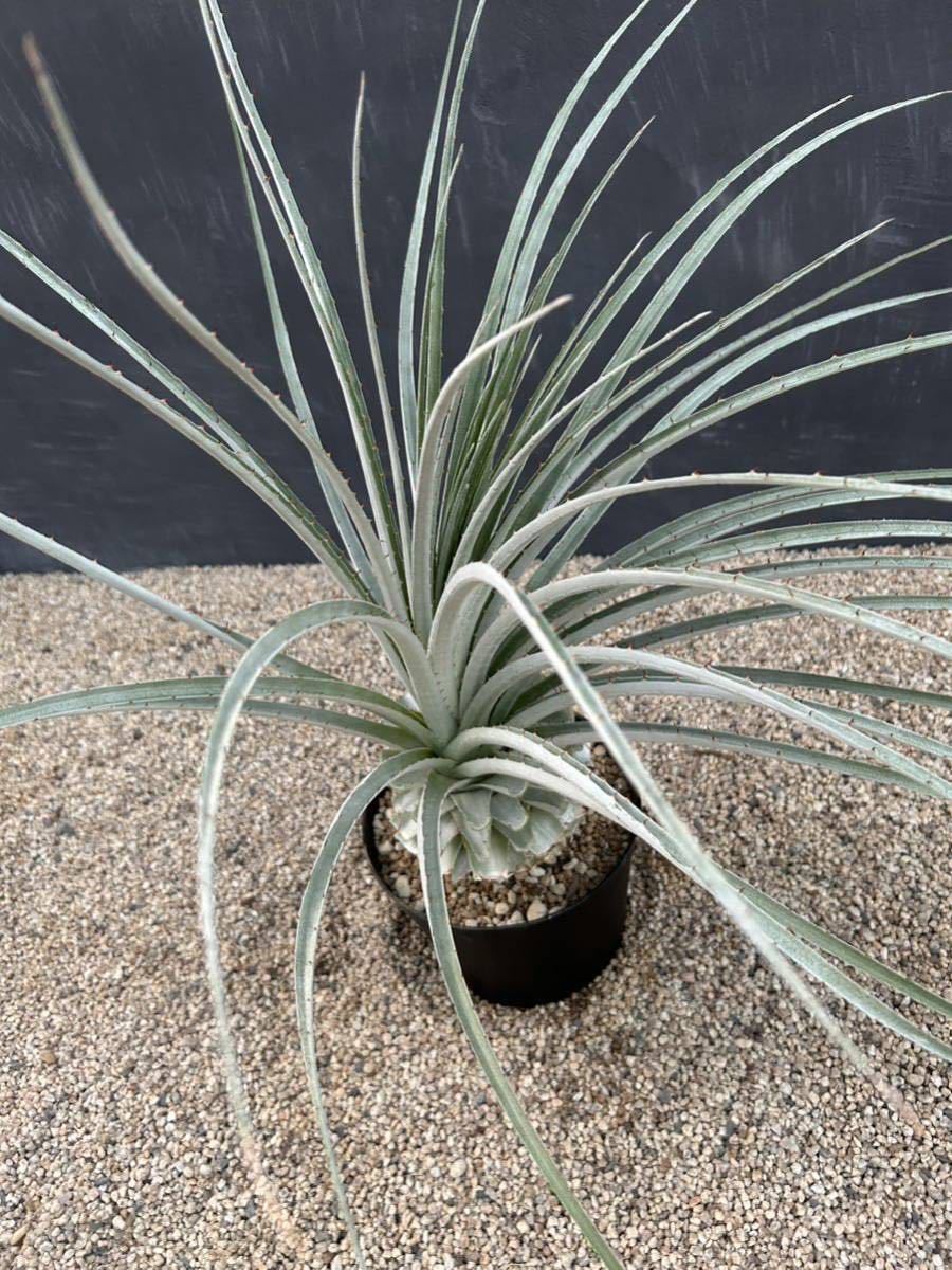 ヤフオク! -「puya coerulea」の落札相場・落札価格