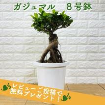 ガジュマル 観葉植物 8号鉢苗 盆栽 大型 多幸の木 ガジュマルの木 敬老の日 おしゃれなプレゼント 贈り物 お祝い ギフト_画像1