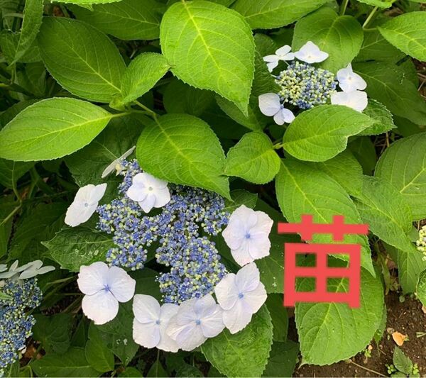 紫陽花・苗・1株