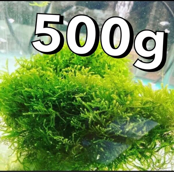 500g＋α 無農薬 国産 ウィローモス 
