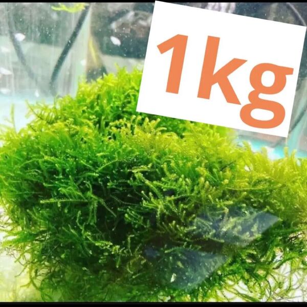 無農薬 国内産 ウィローモス1kg