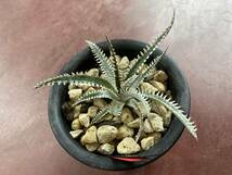 Dyckia 'Big Brother' x 'Tooth and Nail' dyckiayouup hybrid select_画像5
