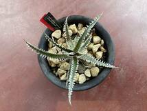 Dyckia 'Big Brother' x 'Tooth and Nail' dyckiayouup hybrid select_画像3