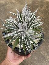 Dyckia 'Big Brother' x 'Tooth and Nail' dyckiayouup hybrid select_画像2