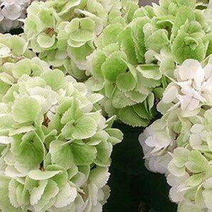 ハイドランジア ゼブラ [Hydrangea macrophylla 'Zebra'] グリーンから純白へ 黒い鑑賞価値のあるステム 花苗の画像5