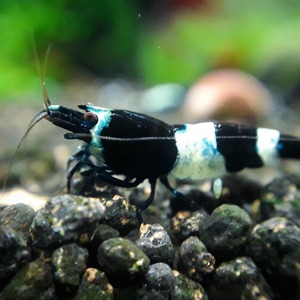 『Noir×Rouge』 ブラックシャドーシュリンプ 30 匹セット 【生体 ヌマエビ ビーシュリンプ shrimp 熱帯魚 抱卵 水草】