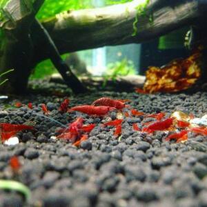 【Noir×Rouge】 極火蝦 30 匹セット 『生体 ヌマエビ チェリーシュリンプ shrimp 熱帯魚 抱卵 水草』