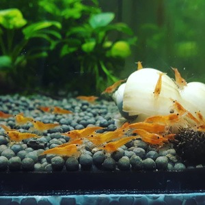 【Noir×Rouge】 オレンジチェリーシュリンプ ５ 匹セット 『生体 ヌマエビ チェリーシュリンプ shrimp 熱帯魚 抱卵 水草』