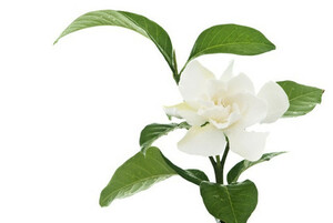 👉★ СКИДКА 95% Gardenia★ Absolute 30% ★концентрации Гардения 30 мл × 2 флакона