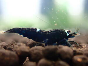 black shadow shrimp 25 pcs 2 point successful bid .+ all sorts 1 pcs addition 5 point successful bid . postage half-price 