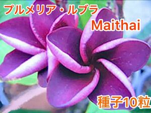 プルメリア・ルブラ Maithai 種子10粒