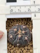 実生選抜Ａ　Gymnocalycium prochazkianum VS141 ギムノカリキウム プロチャズキアナム　サボテン　白粉系　検）ベルクティ　バリスピナム_画像4