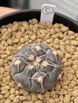 実生選抜C　Gymnocalycium prochazkianum VS141 ギムノカリキウム プロチャズキアナム　サボテン　白粉系　検）ベルクティ　バリスピナム_画像2