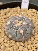 実生選抜C　Gymnocalycium prochazkianum VS141 ギムノカリキウム プロチャズキアナム　サボテン　白粉系　検）ベルクティ　バリスピナム_画像3