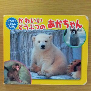 定価:780円　かわいいどうぶつのあかちゃん どうぶつしゃしんえほん　内山晟動物写真事務所 　その他