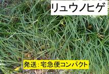 《送込》リュウノヒゲ　宅急便コンパクト発送　若い小さい株　苗　複数の場所から掘ります　葉が長い（玉竜ではない）　わが家で増殖　　_画像1