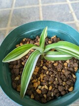 ツユクサ　イボクサ　多肉植物　murdannia bracteata variegata ムルダニア・ブラクティアタ　斑入り_画像3