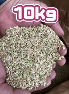 !175 Wakayama prefecture production . peace 5 year small rice 10kg.. rice trap . blue rice . charge rice new rice . rice bird. bait chicken inosi seat li trap device removal feed 