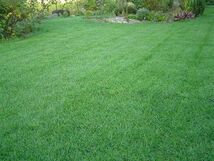 芝生の種・美しい緑を保つTOP-GREEN 500g×6(芝)送料無料_画像2