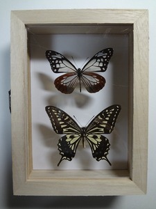  butterfly. specimen 2 kind box attaching 