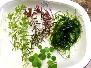 ☆送料無料！ ミナミヌマエビ１０匹+１匹・無農薬 水草４種セットA 専用ボックス発送　メダカ水槽に♪